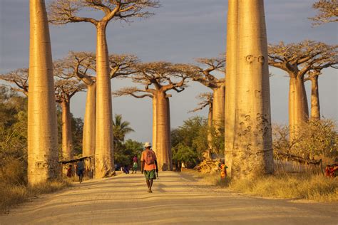  Atami Baobab: Gigantyczna Drzewo Życia i Oaza Spokoju nad Morzem