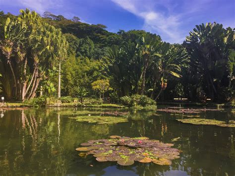 Jardim Botânico do Rio de Janeiro: Zwiedzaj rajską przyrodę w samym sercu miasta!