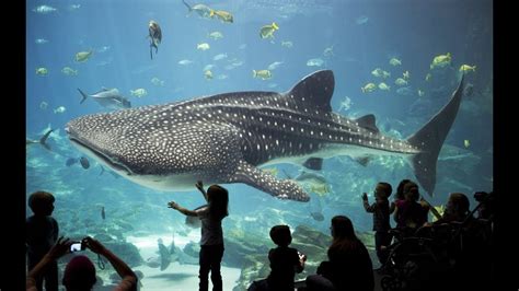 The Georgia Aquarium – Unveiling a World of Aquatic Wonders Beneath the Atlanta Sky!