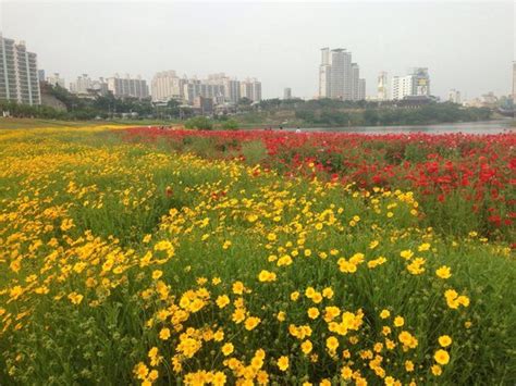 Ulsan Taehwa River Grand Park: Oaza spokoju nad malowniczą rzeką!